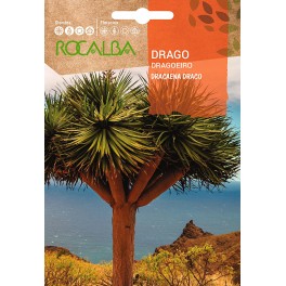 Semilla Drago (Creacaena draco)