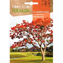 Llavor Flamboyant