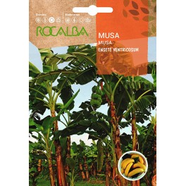 Llavor de Musa (bananera)