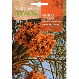 Llavor palmera datilera (Phoenix Dactylifera)