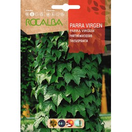 Semilla parra virgen (pathenosisus tricuspidata)