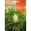 Llavor aromàtica Cilantre