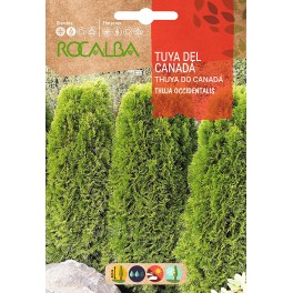 Llavor Tuya del Canadà