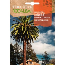 Semente Palmeira Canaria