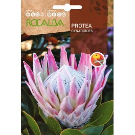 Semente Protea Cynaroides