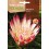 Llavor Protea Repens