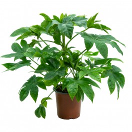 Aralia Japonica (pot 14 cm ø).