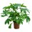Aralia Japonica (pot 14 cm ø).
