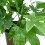 Aralia Japonica (pot 14 cm ø).