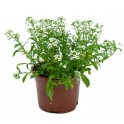 Alyssum