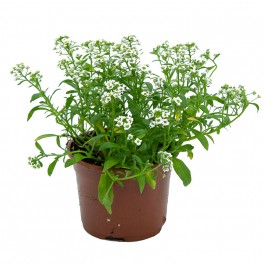 Alyssum ou Aulne (pot 10,5 cm ø).