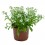 Alyssum ou Aulne (pot 10,5 cm ø).