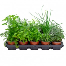Bandeja de planta aromática variada (maceta de 10,5 cm) (15 unidades)