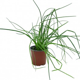 Ciboulette (pot Ø 10,5 cm).