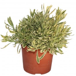 Lavanda serrilhada emaranhada (vaso 19 cm Ø)