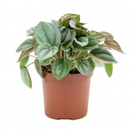 Peperomia Caperata.