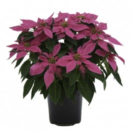 Poinsétia fúcsia (vaso de 13 cm ø)