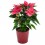 Ponsetia o Flor de Pascua rosa  fucsia (maceta 13 cm ø)