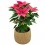 Ponsetia o Flor de Pascua rosa  fucsia (maceta 13 cm ø)