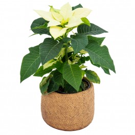 Ponsetia o Flor de Pascua