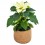 Ponsetia o Flor de Pascua