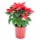 Poinsettia  vermelho tradicional (vaso de 13 cm ø)