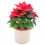 Poinsettia  vermelho tradicional (vaso de 13 cm ø)