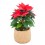 Poinsettia  vermelho tradicional (vaso de 13 cm ø)