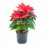 Poinsettia  vermelho tradicional (vaso de 13 cm ø)