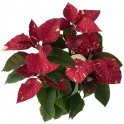 Ponsetia o Flor de Nadal xispejada (test 13 cm ø)