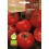 Llavor Tomàquet Ace 55 VF (ecològica)