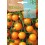 Llavor Tomàquet groc Yellow stuffer (ecològica)