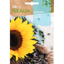 Llavor aromàtica Cilantre