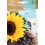 Llavor aromàtica Cilantre