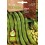 Llavor Faba Superaguadulce (ecològica)