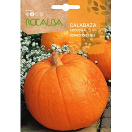 Semilla calabaza Connecticut Field