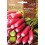 Llavor Rabanet French Breackfast 3 (ecològica)
