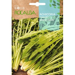 Acelga amarilla de Lyon 2