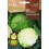 Llavor aromàtica Cilantre