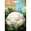 Pistola triple acció Germinova (600 ml)