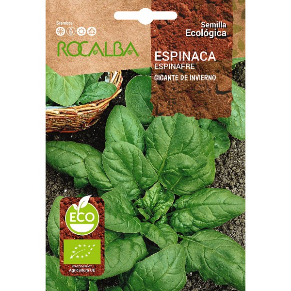 Semente de espinafre gigante de inverno (org&acirc;nica)