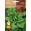 Llavor Espinaca Matador (ecològica)