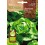 Llavor aromàtica Cilantre