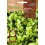 Llavor aromàtica Cilantre