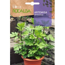 Semente de artemisia