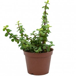 Portulacaria afra (vaso 12 cm ø)