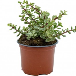 Portulacaria Afra Variegata (pot 10 cm ø).