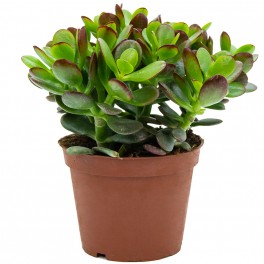 Crassula ovata (vaso 9 cm ø)