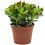 Crassula ovata (vaso 9 cm ø)