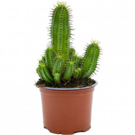 Cactus Varié (pot 12 cm ø).